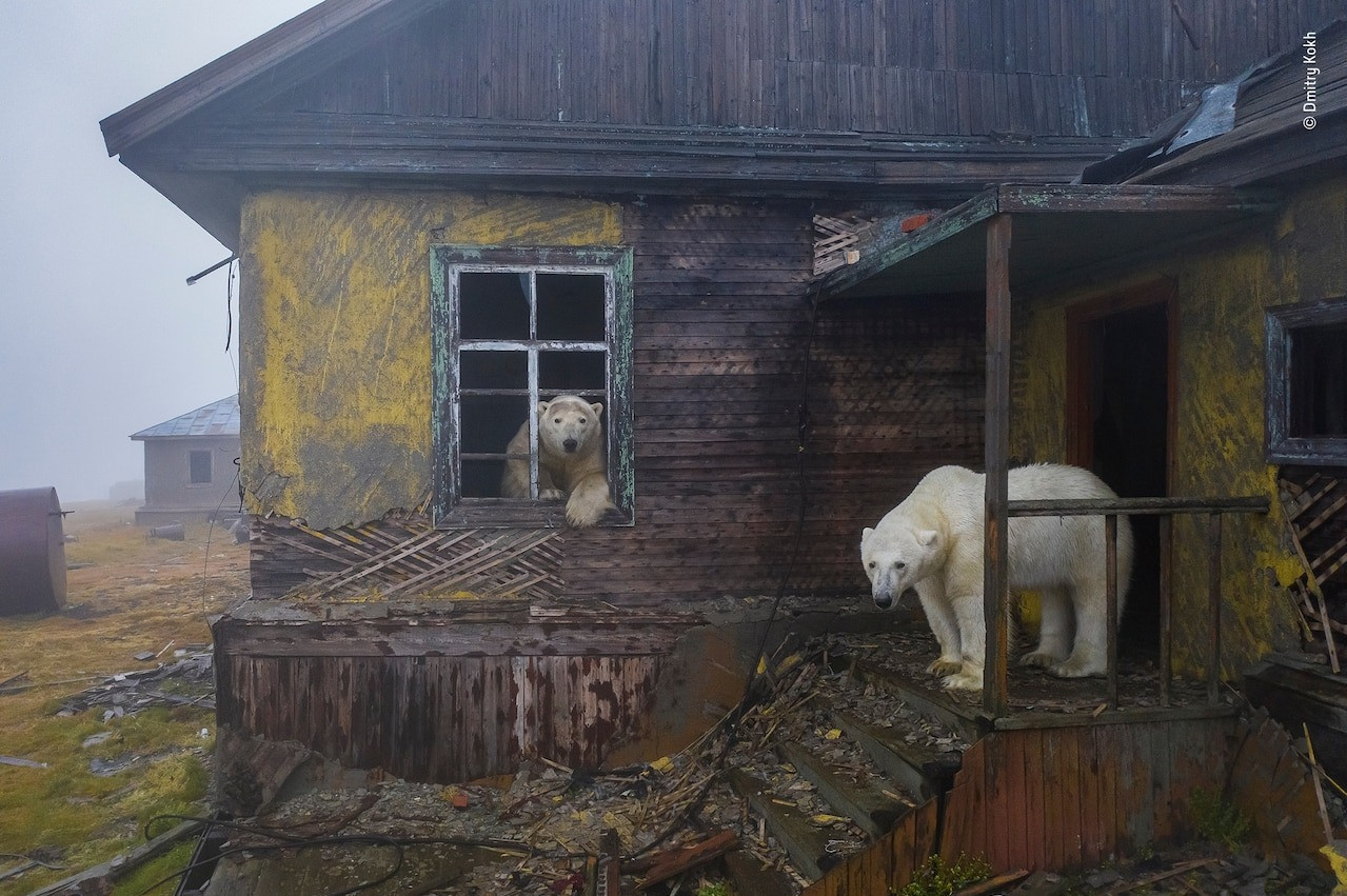 Оросын Чукотын тэнгисийн эрэгт орхигдсон суурин дахь цагаан баавгай